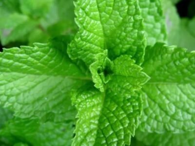 Recherche de client épices aromates Hier Variété de menthes marocaines beldi