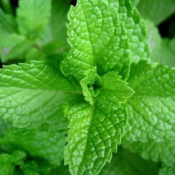 Recherche de client épices aromates Hier Variété de menthes marocaines beldi